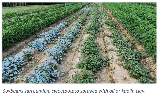 Soybeans surrounding sweetpotato sprayed with oil or kaolin clay.
